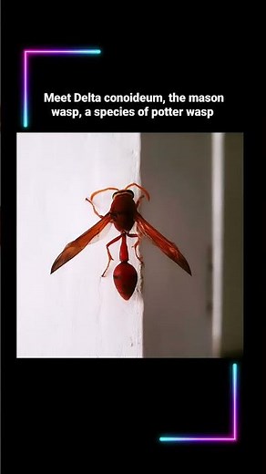 Meet the Delta conoideum, a mason wasp or red potter wasp