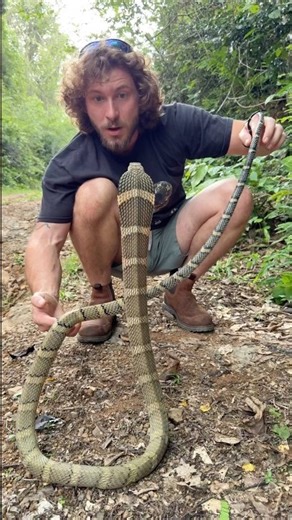 Wild king cobra!
