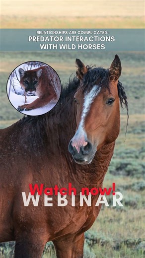 Watch: Predators and Wild Horses — #webinar #wildhorses #animals #mountainlion #wolf #horse #nature