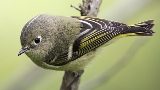 This Photographer Built His Own Pond for Bird Photography