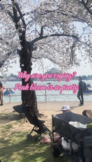 RIP Stumpy. The beloved cherry blossom tree lives on, not just in our hearts, but also in new trees grown from Stumpy's cuttings. This spring, they flowered for the first time.