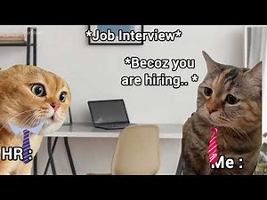 Cat Job Interview | Cats Memes | Storylliant