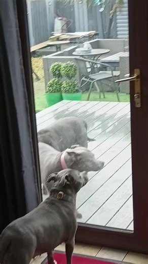 #lulu #roxy #max #dogsoftiktokviral🐶🦮 #🇮🇪