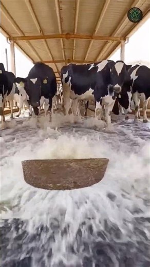 This Farmer Uses THIS Trick to Clean Cowsheds Fast