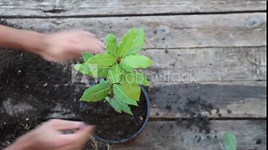 In the process of repotting Bay tree - Laurus nobilis. Adding new potting soil rich in humus
