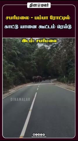 சபரிமலை - பம்பா ரோட்டில் காட்டு யானை கூட்டம் ரெய்டு