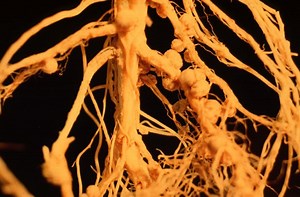 Rhizobium ~ Everything You Need to Know with Photos | Videos