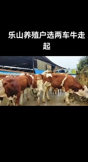 Abundant Simmental Calf Selection - Your Ultimate Livestock Pick