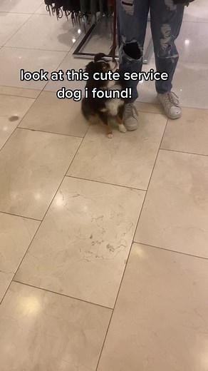 Distraction Training with a Cute Service Dog