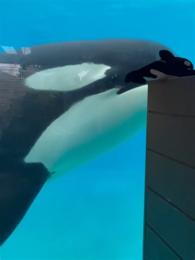 Corky at the Underwater Viewing Area (August 1, 2023), recorded and provided by @corkykeagy16 #seaworldsandiego #orcinusorca
