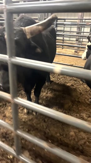 A few of our bulls at the Dixie national rodeo 02/21/26 at the 2:00 pm performance #buckingbulls #jrmbulls #prcarodeo #dixienationalrodeo #aroreylemmelbucker