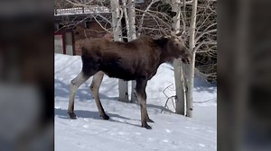 27K views · 173 reactions | A skier recorded the video of a moose that apparently didn't like being filmed and decided to make chase on the slopes. | USA TODAY | Facebook