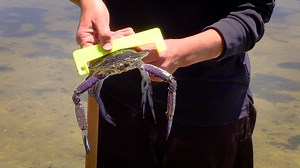 🦀 Don’t get pinched! 🦀 For those who are new to crabbing, our Education team has been out on the water near Mandurah putting together an informative video on the best way to carefully handle and measure blue swimmer crabs. Check it out, share it with family and friends and stay safe and legal while crabbing! Check out the full video here https://www.youtube.com/watch?v=Z_dlHSK0D1o If you see anything suspicious, contact FishWatch 👉 www.crimestopperswa.com.au/organisation-report/ | Fisheries W