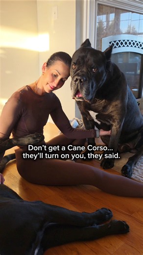 Don't get a Cane Corso they said #canecorso #shorts #dog