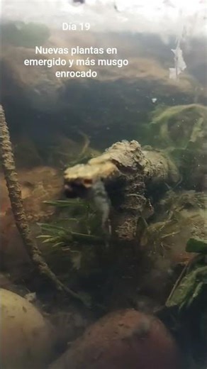 Growing moss on my desk 🌱 Day 19 Micro ecosystem on my desk