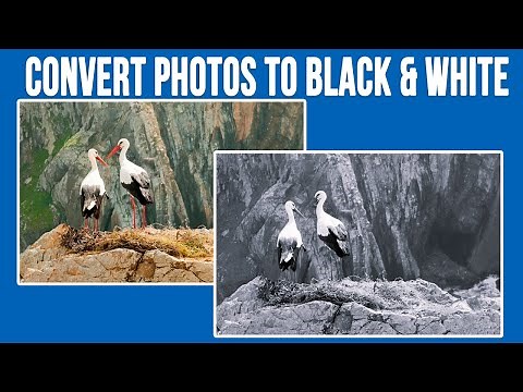 How to Convert a Photo to Black and White in Windows the Easy and Free Way