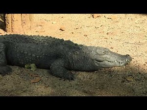 Birsa zoo Virtual Tour