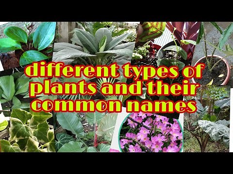 DIFFERENT TYPES of PLANTS and their COMMON NAMES