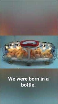 How to hatch a chick at home