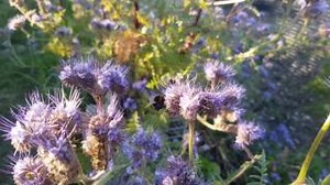Happy #WorldBeeDay 🐝 Did you know we have more than 270 species of bee in the UK? Check out our guides for IDing common bees and ideas for how to help them thrive in your garden 🌼 👉ptes.org/my-garden | People's Trust for Endangered Species