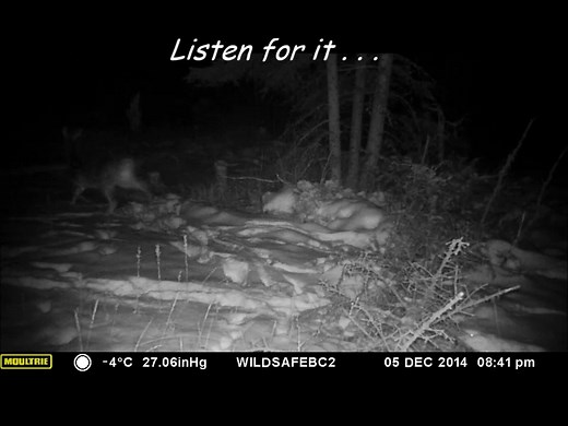 Alarm call of a whitetail doe