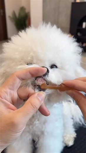 PetsGoodis.Com on Instagram: "Dogs and cats need to brush their teeth regularly too! Fresh breath, prevent dental calculus 🐱🐶 #DogTeethBrushing #NewDogOwner #PetOralCare #PetEssentials"