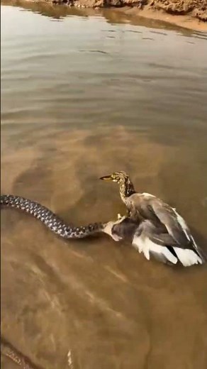 ​A Predator's Grip: Snake Constricting a Bird in Shallow Water