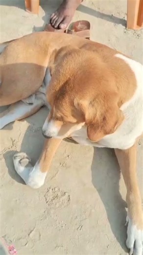 Fdf stg #cat #dog #comedy #cutedog #nature #new #dogshorts #viral #viralvideo #🐕‍🦺🐕 #shortvideo