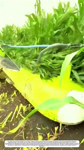 Modern Corn Harvest: How Harvester Machines Turn Fields into Silage