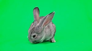 Rabbit, Pet, Cute. Free Stock Video