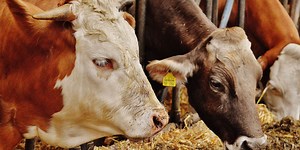 Importation d’aliments de bétail : la TVA passe à 10%