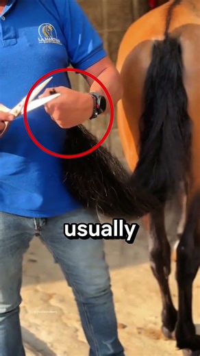 Why Do Horses Need Their Tails Trimmed? 😱