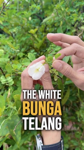 White bunga telang might look simple, but it’s quietly powerful 🌼 Unlike the blue version, white bunga telang is caffeine-free, rich in antioxidants, and traditionally used to support skin health, digestion, and overall calm. No colour change drama here just a clean, earthy taste that’s been used in herbal remedies for generations. Minimal look, maximum benefits. Nature really said less is more. ✨ #BungaTelang #HerbalWellness #TraditionalHerbs #NaturalRemedies #kddbungatelang