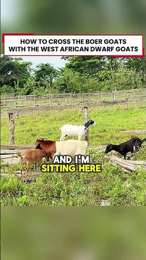 Crossing the Boer goats with the local west African goats #semanhyiafarms #agrifuture #goatfarming