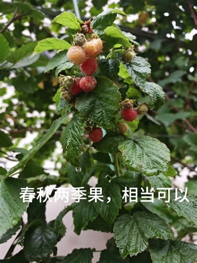 给大家推荐个好吃的浆果#黄树莓 秋果纯甜有香味足值得一种#庭院果树