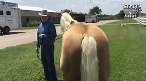 33K views · 273 reactions | Before Cade McCutcheon and Custom Made Gun set the world on fire with a smoking 229 at the WEG earlier this week, we caught up with him and his family about the McQuay Stables dynasty and the horses they will be selling at the Legacy Reining Breeders Sale later this month. The Legacy Sale will take place September 28th & 29th in Aubrey, Texas. Tom McCutcheon Reining Horses • Tryon2018 | Quarter Horse News | Facebook