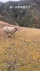 Good morning from #China. Lovely billy goat (山羊) hopes you all have a wonderful day. 🤣🤣❤蒋同学狠人 ❤❤❤ #Nature #Peace #Chinese #wildlife #goats #travel #beauty #beautiful #love | Lin hillside