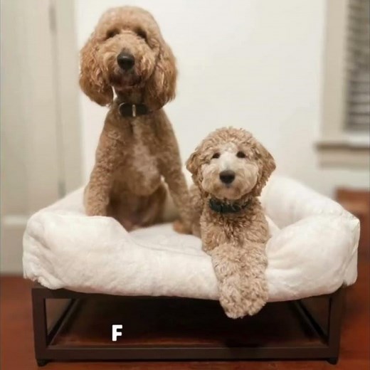 Raised Dog Beds for Large Dogs, Elevated Dog Bed with Washable Covers & Modern Design #puppy #pets