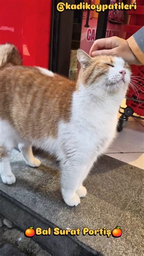 K-Paws 💞😻Kadıköy Patileri on Instagram: "En tatlı sabahlar Portakal'la başlar.Tüm pati sever merhametli dostlarımıza sevdikleriyle birlikte huzur dolu ve keyifli bir hafta sonu dileriz❤️🙏❤️ Bal Surat Portiş🍊🧡🍊 #reklam #cat #catloversclub#catsofinstagram #catlove catactivity catlife reelsinstagram réel reelvideo pic picofvideo catstocker cats_of_world kittensdaily kittensofinstagram kittenstagram kittens worldpetsgram petstagram petlovers meow meowed meow_beauties meowdel worldpetsgram worl