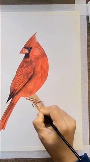 How to paint cardinal! Full tutorial link above #watercolourist #drawing #cardinal #watercolorpaint