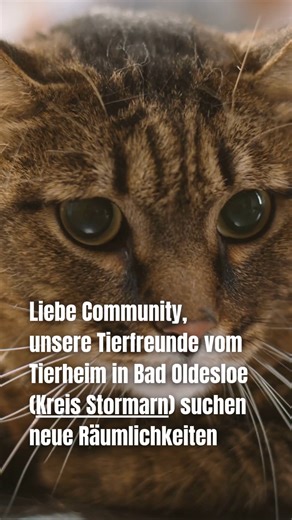 Bei Infos meldet Euch bitte direkt beim https://www.tierschutz-badoldesloe.de/ https://www.ndr.de/nachrichten/schleswig-holstein/pinneberg_segeberg_stormarn/tierheim-bad-oldesloe-sucht-dringend-neue-raeume-tiere-in-not,regionnorderstedtnews-1620.html | Hamburger Tierschutzverein von 1841 e. V.