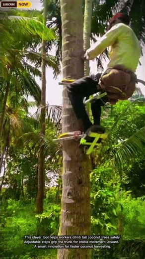Smart & Efficient Coconut Tree Climbing Tool for Harvesting and Maintenance in Tall Palm Plantations