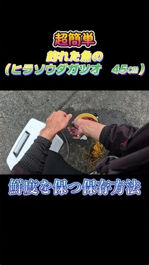 超簡単！釣った魚（ヒラソウダガツオ 45㎝）を鮮度を保つ方法で保存してみた。#shorts #釣り #ショアジギング