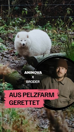 ANINOVA | Tierrechtsorganisation on Instagram: "Willkommen in Sicherheit, Karlchen, Nancy und Knut! 😍 Diese drei wundervollen Marderhunde wurden aus der Hölle einer polnischen Pelzfarm befreit – dank @broderson und @aninova. Hinter ihnen liegen Jahre voller Angst und Leid. Jetzt leben sie zum ersten Mal im Grünen. Kein Käfig mehr. Kein Drahtboden unter den empfindlichen Pfoten. Kein Warten auf den Tod. Wir wünschen ihnen so sehr, dass sie sich erholen können, denn das Leben auf der Pelzfarm hat