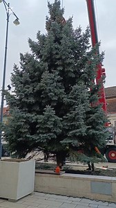 Megérkezett Pápa város karácsonyfája: https://tinyurl.com/bdredtf6 | veol.hu