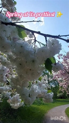 Cherry Blossom Spot in Reading You Must see this spring 🌸😳
