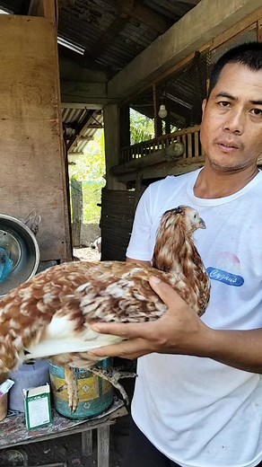 Breed ng binggala at manok. #reelsviralシfb #videoviralシ #breeder | Lino C Magistrado