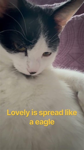 Lovely is spread like a eagle