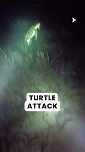That Turtle Had A Score To Settle😅 | Awesome Videos
