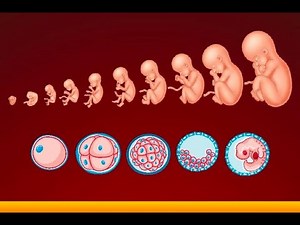 New Revision Embryology